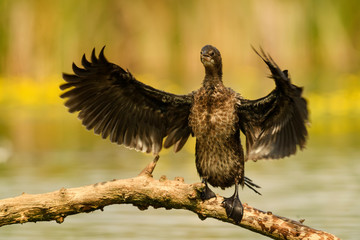 Pygmy Cormorant - Microcarbo pygmaeus, beautiful water bird from European swamps and fresh waters, Hortobagy National Park, Hungary.