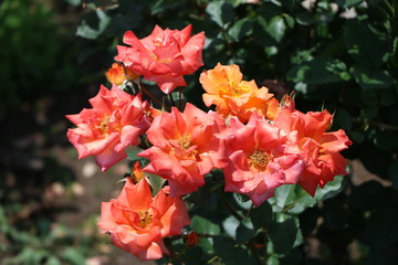 リトル・ダーリング