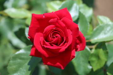 薔薇