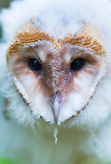 Barn Owl (Tyto alba)