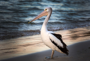 Pelican