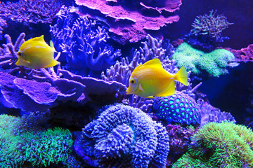  Yellow tang fish, one of the most popular fishes in aquaculture, tropical fish from hawaii