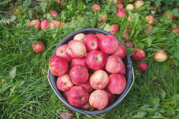 Fototapeta na wymiar bucket with red apples stands in the garden on the green grass, harvesting concept