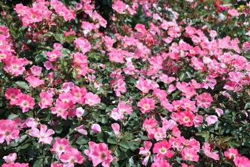 薔薇