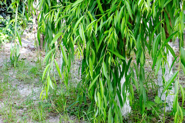 Green willow leaves hanging down © Benediximus