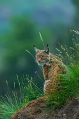 Fotobehang Eurasian lynx (Lynx lynx) © JUAN CARLOS MUNOZ