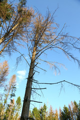 Obraz premium Sturmschaden im Wald