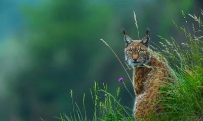 Fotobehang Euraziatische lynx (Lynx lynx) © JUAN CARLOS MUNOZ