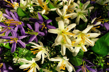 Background of bright purple and white flowers with green leaves