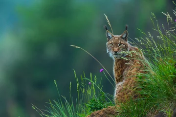 Wandcirkels aluminium Euraziatische lynx (Lynx lynx) © JUAN CARLOS MUNOZ
