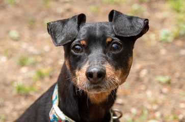 adorable pitiful pinscher dog outdoor