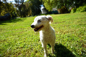Fototapeta premium dog on green grass