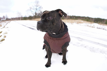 Young brindle Staffordshire Bull Terrier dog sitting outdoors on a snow wearing a warm brown dog jacket in winter. Wide angle view