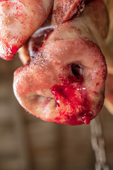 closeup of pig nose