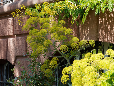 Ase f&eacute;tide ou f&eacute;rule persique (Ferula asa foetida), une plante sur haute tige ramifi&eacute;e &agrave; l'odeur souffr&eacute;e transform&eacute;e en &eacute;pice ou plante m&eacute;dicinale
