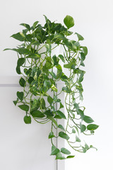 brightly lit hanging houseplant minimalist variegated pothos