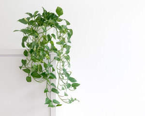 bright living room with houseplant on a cupboard in a white pot