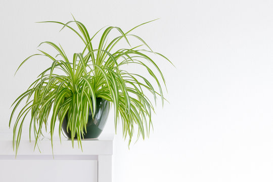 beautiful spider plant, Chlorophytum, isolated in a minimalist living room