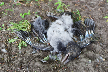 Dead young crow bird fallen out of nest on dirt or soil.