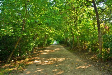 a path through the green forest
