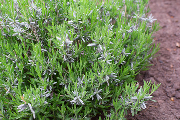Common lavender plant with green leaves growing in garden soil in spring. Medicinal plants concept.