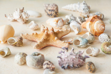 sea shells starfish on a light beige background