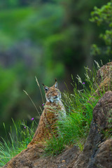 Eurasian lynx (Lynx lynx) © JUAN CARLOS MUNOZ