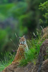 Wandaufkleber Eurasian lynx (Lynx lynx) © JUAN CARLOS MUNOZ