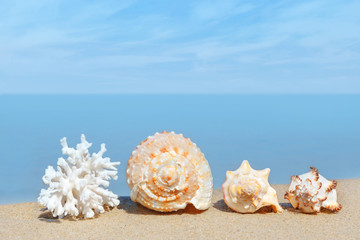 Exotic shells and white coral lie on the fine sand against the warm sea