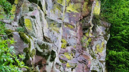 trees and rocks of black forest