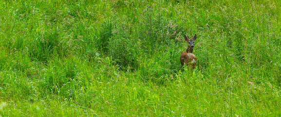 European roe deer (Capreolus capreolus)