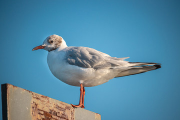 Möwe auf Pfahl
