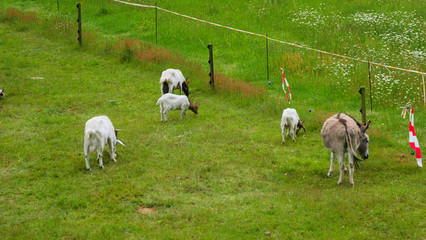 farm animals in a field