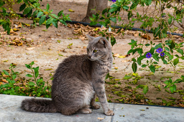cat in garden