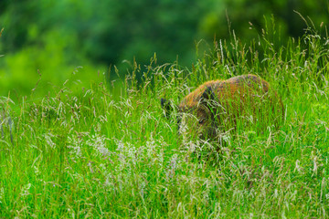 Wild boar or Wild pig (Sus scrofa)