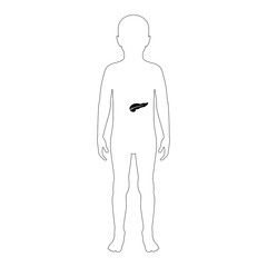 Vector isolated illustration of pancreas