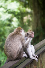 Obraz premium Balinese long tailed monkey