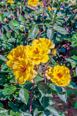 Розы жёлтые