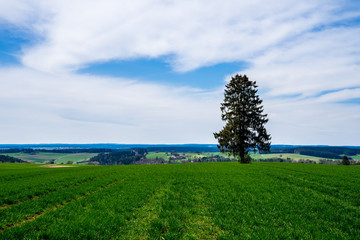 Germany, Green fields and single tree in springtime black forest nature landscape