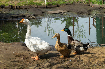 Geese and ducks in rural terrain beside pond