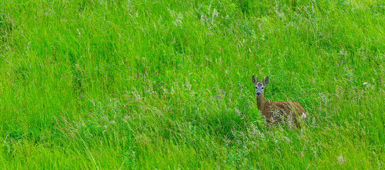 European roe deer (Capreolus capreolus)