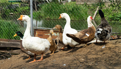 Geese and ducks in rural terrain beside pond