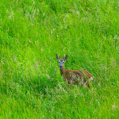 European roe deer (Capreolus capreolus)