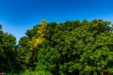 Obraz premium Green On Blue