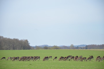 Encounter of a herd of deers, Klampenborg - Denmark