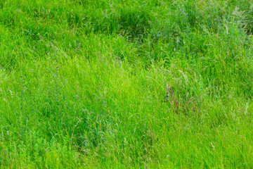 European roe deer (Capreolus capreolus)