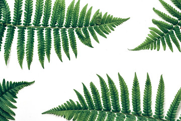 Top view of green tropical fern leaves on white background. Flat lay. Minimal summer concept with...