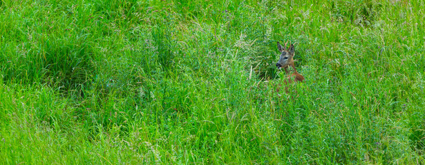 European roe deer (Capreolus capreolus)
