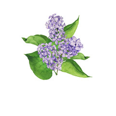 Elegance lilac flowers and green leaves bouquet isolated on white background. Design for greeting card or wedding invitation. Hand drawn watercolor illustration.