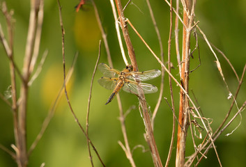 Four spotted chaser on a stem